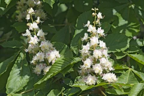 Flowering chestnut Stock Photos