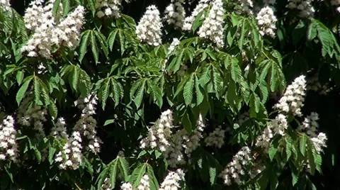 Flowering of chestnut a spring Stock Footage 33608361
