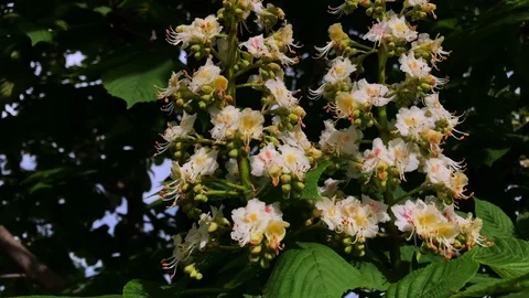 Flowering chestnut in spring on a sunny day. Stock Footage 112717239