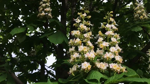 Flowering chestnut in spring on a sunny day. Stock Footage 112717355