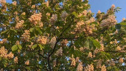 Flowering Chestnut Tree Branch At Sunset Stock Footage 241956990