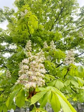 Flowering chestnut tree with clusters of white and pink blossoms surrounded by Stock Photos