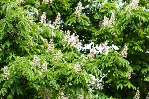 Flowering chestnut tree Stock Photos
