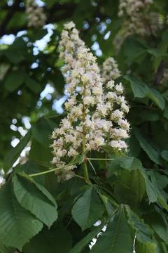 Flowering chestnut tree. Stock Photos