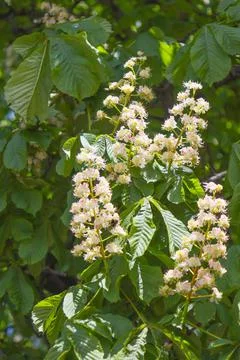 Flowering chestnut tree. Stock Photos