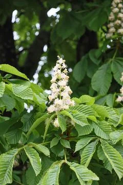 Flowering chestnut tree. Stock Photos