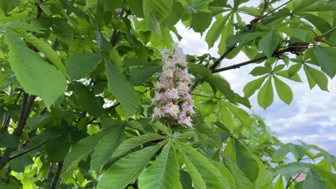 A flowering chestnut tree in spring. A beautiful green twig or leaves and Stock Footage 241931402