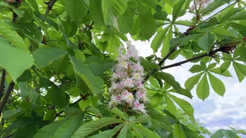 A flowering chestnut tree in spring. A beautiful green twig or leaves and 스톡 동영상 241931425
