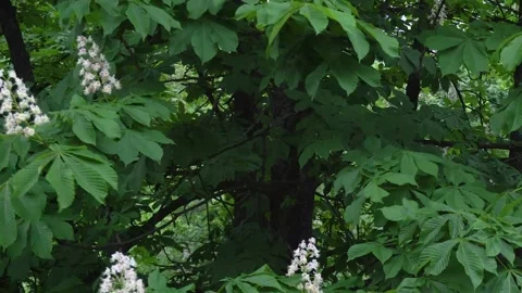 Flowering chestnut tree sways in the wind in inclement weather Stock Footage 135323261