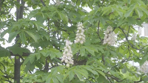 Flowering chestnut tree sways in the wind in inclement weather 스톡 동영상 136029149