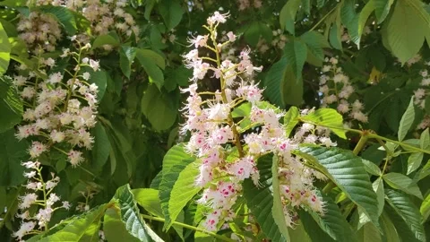 Flowering chestnuts -2 Stock Footage 260822680