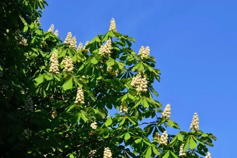 Flowering chestnuts Stock Photos