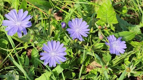 Flowering chicory Stock Footage 284256203