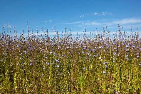 Flowering chicory plants Stock Photos