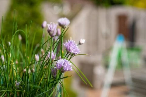 Flowering chive with bokeh background Stock Photos