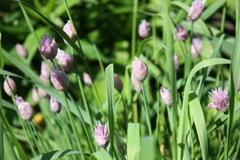Flowering Chive Stock Photos