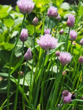 Flowering chive Stock Photos