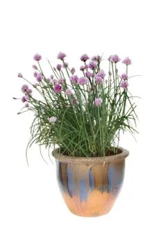 Flowering chive Stock Photos