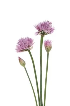 Flowering chives Stock Photos