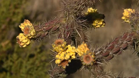 Flowering cholla cactus with sharp spines and clusters of yellow blooms growing Stock Footage 336749648