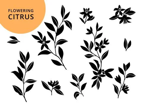 Flowering citrus bloom. Stock Illustration
