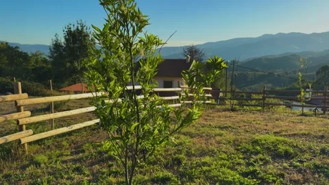 Flowering Citrus Tree on a Countryside Hillside Farm. Stock Footage 346552591