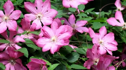 Flowering Clematis. Wind rustles the large purple clematis flowers Stock Footage 91145056
