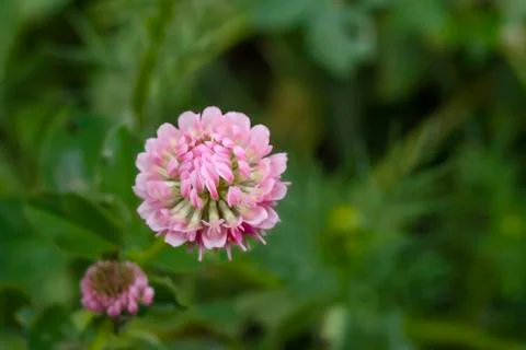 Flowering clover in meadow, spring grass and clover Stock Photos