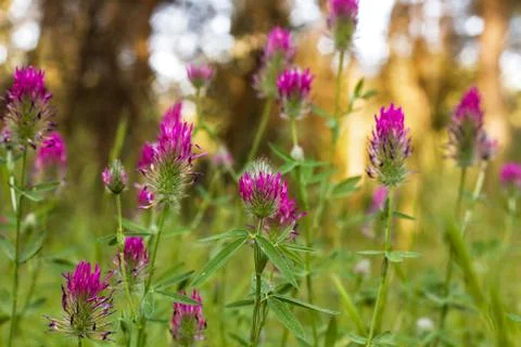 Flowering clover . Stock Photos