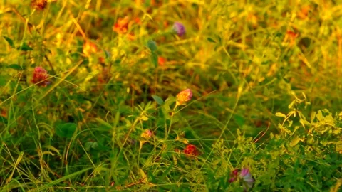 Flowering clover in the rays of the setting sun Stock Footage 79793286