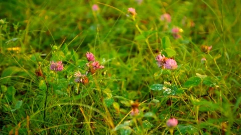 Flowering clover in the rays of the setting sun Stock Footage 79793291