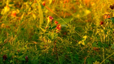 Flowering clover in the rays of the setting sun Stock Footage 79793293