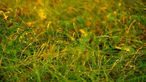 Flowering clover in the rays of the setting sun Stock Footage 79793388