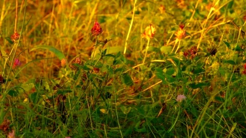 Flowering clover in the rays of the setting sun 库存影片 79793402