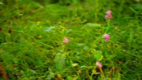 Flowering clover in the rays of the setting sun Stock Footage 79793437