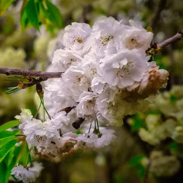 Flowering Cluster Stock-Fotos