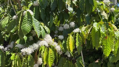 Flowering coffee branches covered with clusters of white blossoms spread through 库存影片 329277256