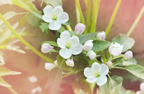 Flowering of a columnar apple tree on a defocused pink garden background Fotos de archivo