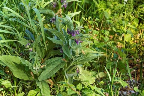 Flowering comfrey in nature Stock Photos