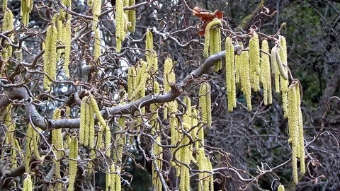 Flowering common hazel tree Corylus avellana, known as strong allergen Stock Footage 104700520