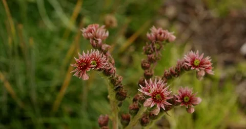 Flowering Common Houseleek Stock Footage 112262415