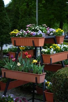Flowering container flowerbed of various spring flowers close-up Stock Photos