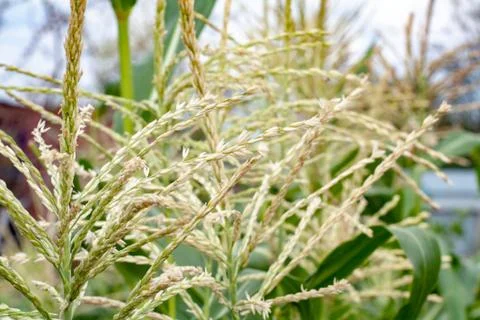 Flowering corn Stock Photos