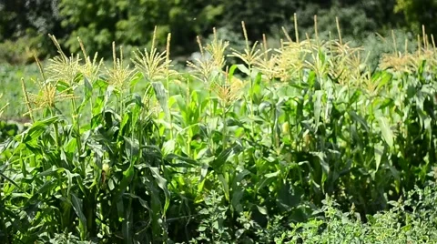 Flowering Corn in the Russia Stock Footage 61012276