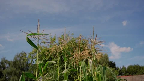 Flowering corn at sky background in sunny day. Vegetables backgrounds in 4K Video stock 158874032