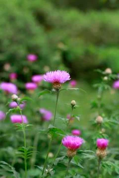 Flowering cornflowers Stock Photos