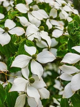 Flowering Cornus kousa branches with white bracts Stock Photos