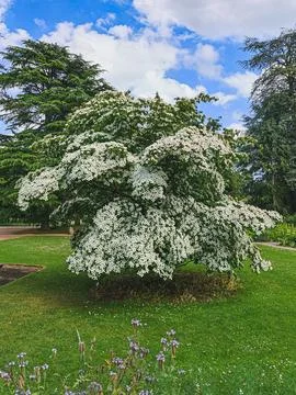 Flowering Cornus kousa tree with white bracts Stock Photos