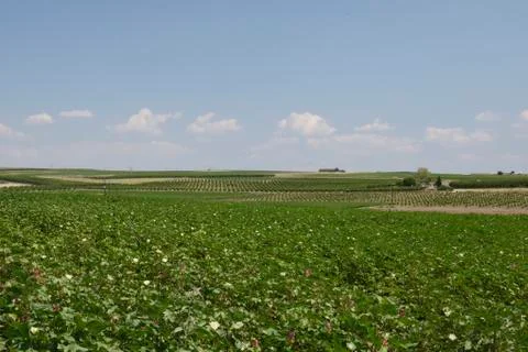 Flowering cotton field with pattern of wine and olive field in background Stock Photos