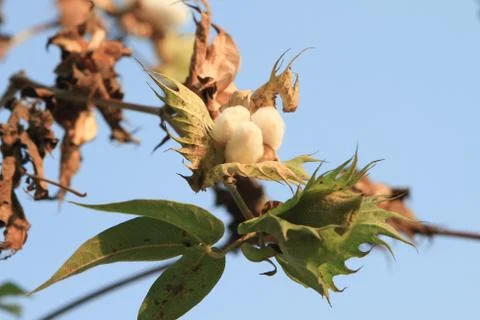 Flowering cotton Stock Photos